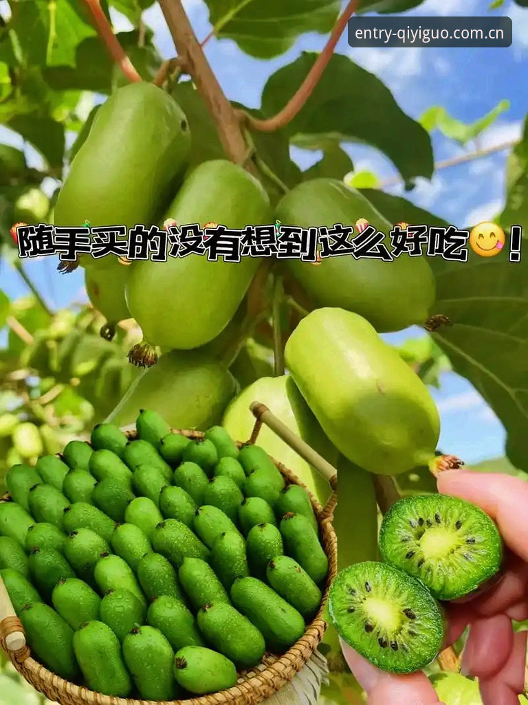 奇异果体育平台安全登录全面评测：v3.2.1版本实测与下载指南